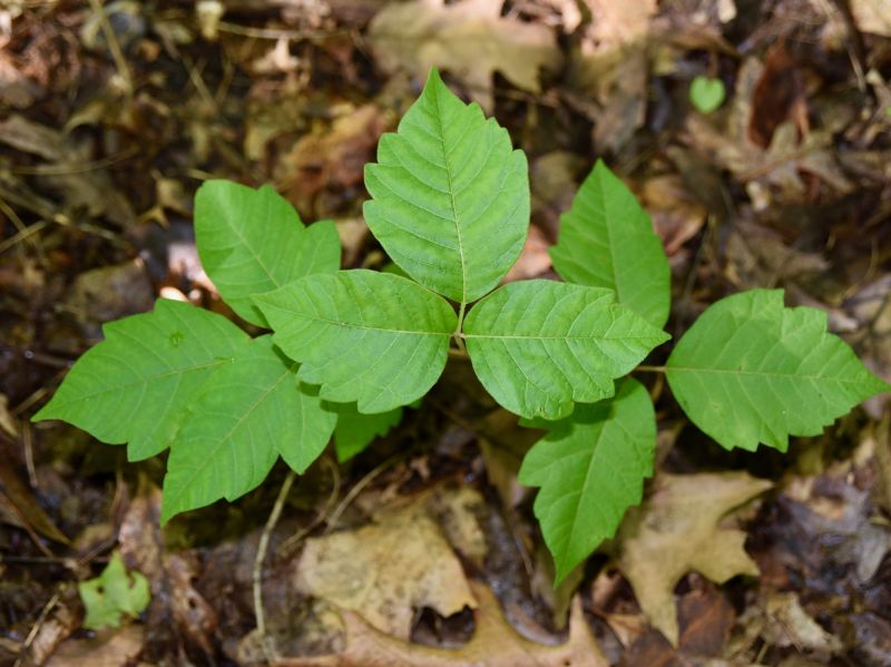 Poison Ivy Removal in Newark, DE