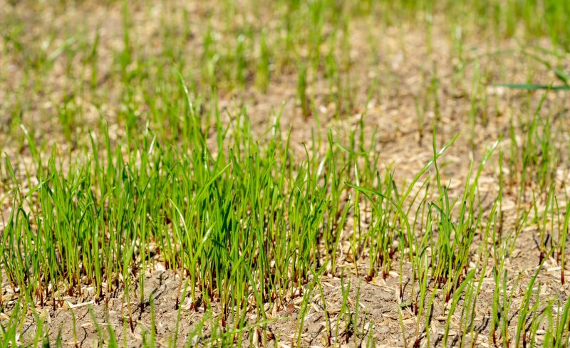 Commercial Lawn Seeding in Honolulu, HI