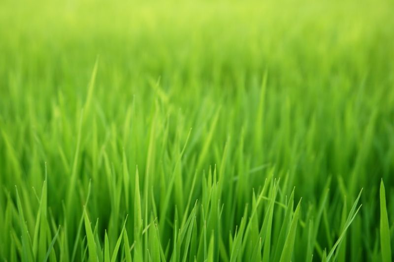 Grass Seeding Service in Ventura County, CA