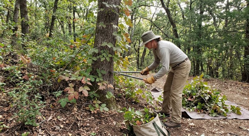 Hemlock Removal in West Chester, PA