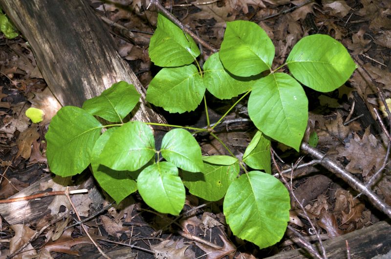 Poison Ivy Removal in Harford County, MD