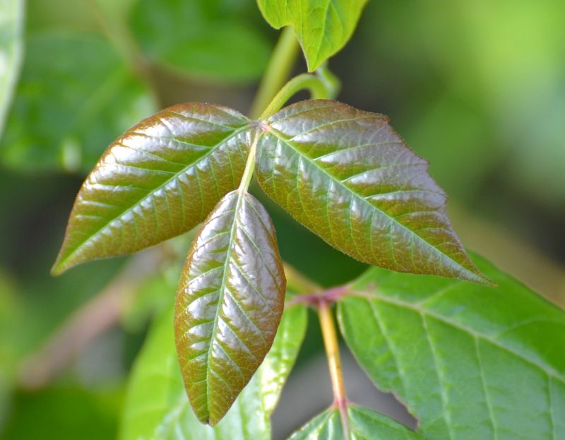 Poison Ivy Removal in West Chester, PA