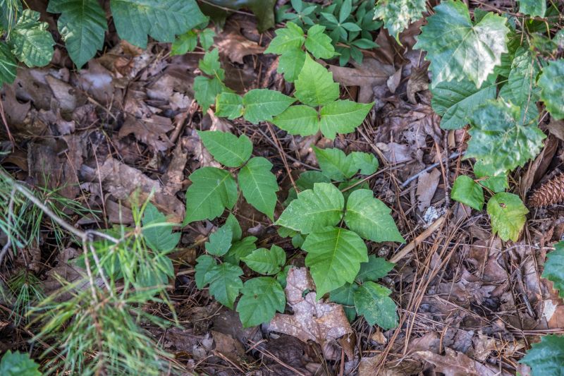 Poison Oak Removal in Allentown, PA