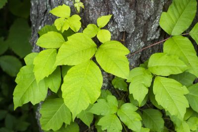 Poison Oak Removal in Allentown, PA