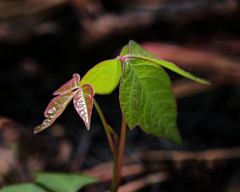Poison Oak Removal in Bucks County, PA