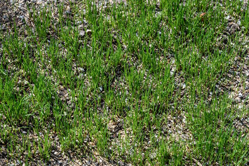 Residential Grass Seeding in Honolulu, HI
