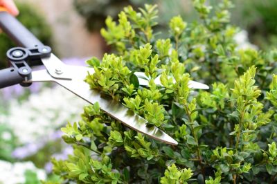 Get Pruning of Shrubs!